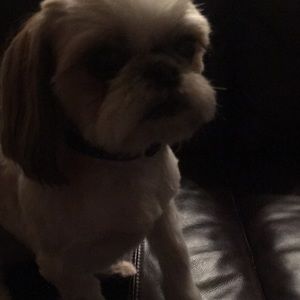 Meet your Posher, Dylan